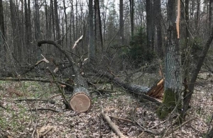 На Житомирщині працівник лісництва роками «не помічав» незаконну вирубку лісу