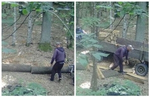 На Житомирщині в фотопастку попався «чорний» лісоруб: його оперативно затримали