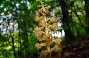 На Житомирщині розквітла лісова орхідея, що занесена до Червоної книги. ФОТО
