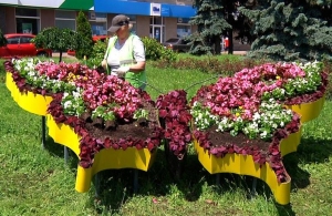 Підбір дизайну та рослин: як у Житомирі створюють барвисті квітники