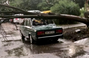 У Житомирі під час урагану впало дерево та покалічило людину. ФОТО