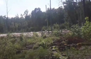 Активісти показали на Житомирщині масштабну вирубку лісу. Йде підготовка до геологорозвідки бурштину. ВІДЕО