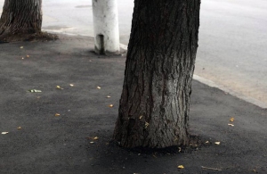 Ремонт по-житомирськи: дерева на вулиці Ріхтера закатали в асфальт. ФОТО
