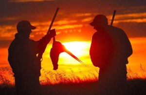 З 7 серпня в Житомирській області стартує сезон полювання на пернату дичину
