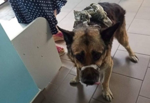 Подробиці наїзду на собаку в Житомирі: водія знайшли, з твариною все гаразд