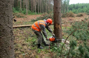 Незаконна вирубка лісу: на Житомирщині судитимуть 13 членів злочинної групи