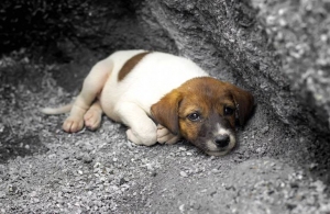 «Собачий перепис»: волонтери підрахують кількість бездомних тварин в Житомирі