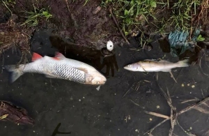 Аварія на каналізаційній станції в Житомирі: екологи підрахували збитки і звернулись до правоохоронців