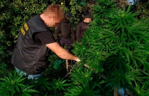 Молодий фермер вирощував на Житомирщині елітну коноплю: поліція вилучила «врожай» на пів мільйона гривень