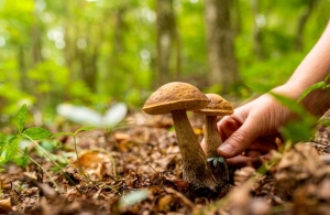 Названо найнебезпечніші райони Житомирської області для збору грибів