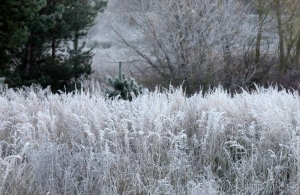 Житомирян попереджають про заморозки: вночі до 9 градусів морозу
