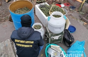 Поліція вилучила у мешканців Житомирщини 30 кг коноплі вартістю мільйон гривень. ВІДЕО