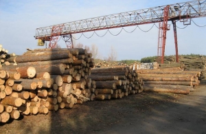У Житомирській області виявили нелегальну біржу, на якій незаконно торгували лісопродукцією