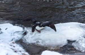 У Житомирській області врятували рідкісного птаха, який гніздиться на Алясці. ФОТО
