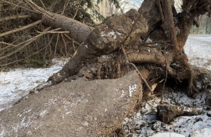 У центрі Житомира сильний вітер з корінням вирвав велику ялинку. ФОТО