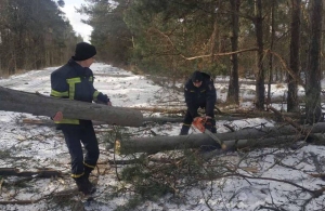 Повалені дерева та зірвані дахи: на Житомирщині ліквідовують наслідки негоди
