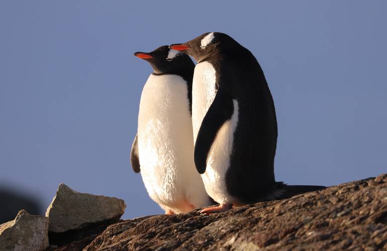 Українські полярники до Дня Валентина показали фото закоханих пінгвінів
