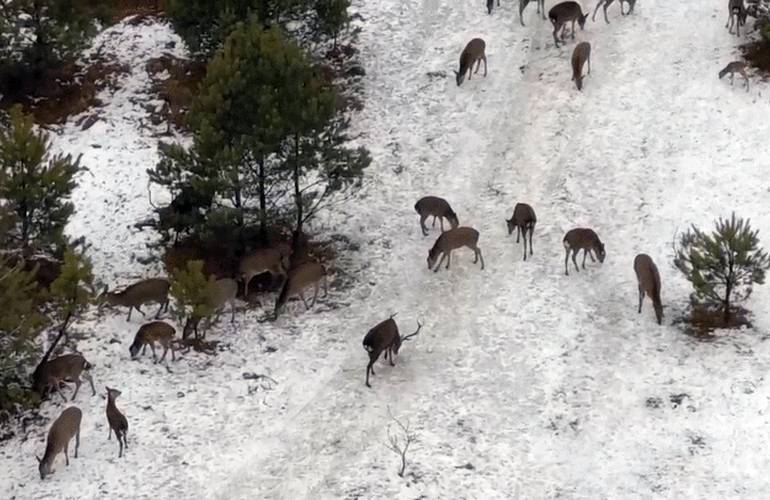 Дрони допомагають порахувати диких тварин в лісах Житомирської області