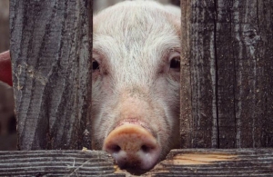 У житомирській колонії зафіксовано спалах африканської чуми свиней: встановлено 40-денний карантин