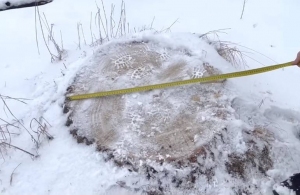Пеньки діаметром 70 см: на Житомирщині незаконно зрубали дуби, сосни та берези