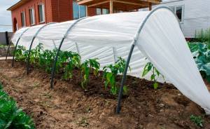 Агроволокно - лучший способ защиты растений от вредоносных факторов