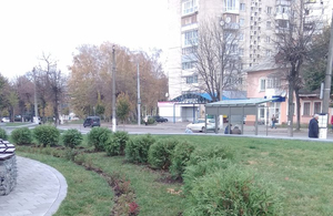 Осіннє озеленення: комунальники висадили на вулицях Житомира понад 1000 кущів і дерев. ФОТО