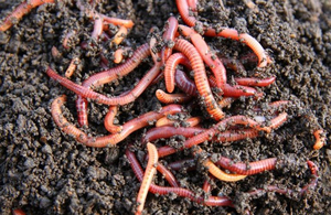 Незвичайне фермерство: на Житомирщині чоловік зайнявся вирощуванням каліфорнійських черв'яків