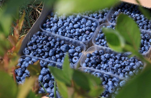 Врожай лохини на Житомирщині планують збирати за допомогою роботів
