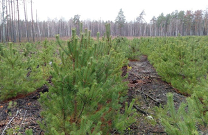 У Житомирській області в минулому році висадили понад 6000 га лісу