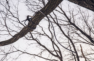 Між селами в Житомирській області знайшли прив'язаний до дерева труп