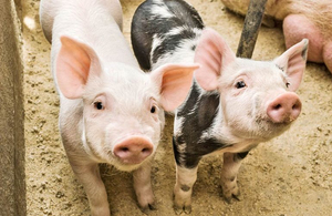 Фермер-блогер з Житомирської області розповідає на Youtube, як виростити свиней. ВІДЕО