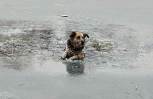 «Герой Коростеня»: на Житомирщині школяр врятував собаку, який провалилився під кригу. ВІДЕО