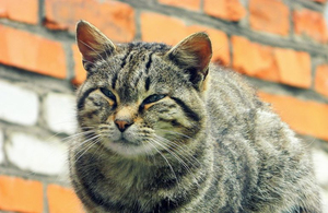 У Житомирі займуться стерилізацією бездомних котів і кішок