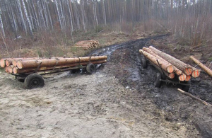 На Житомирщині мужики рубали ліс і вивозили на возі в сусідню область