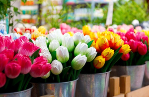 У Житомирі облаштують тимчасові торгівельні майданчики з квітами та саджанцями