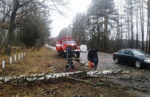 Негода на Житомирщині валить дерева і рве дроти: без світла залишаються 12 населених пунктів