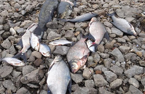 14 млн гривень: названа сума збитків після масового мору риби на Житомирщині