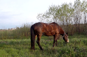 На Житомирщині жінка порізала чоловіка через те, що він випасав коня біля її будинку
