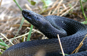 На Житомирщині змія вкусила 9-річного хлопчика - дитина в реанімації