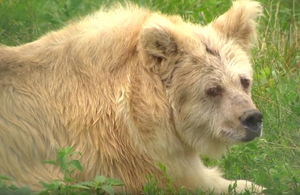 Житомирський притулок став новою домівкою для рідкісної ведмедиці Чади. ВІДЕО