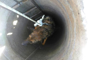Порятунок чотирилапого: на Житомирщині з 20-метрового колодязя дістали собаку. ФОТО