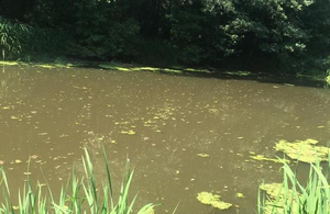 Отруїли річку: в Житомирській області виявили масову загибель риби