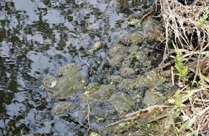 Річка у Житомирській області, у якій загинула риба, забруднена хімічними сполуками