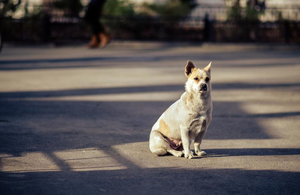 У Житомирі собака стала причиною ДТП, в якій постраждали три людини