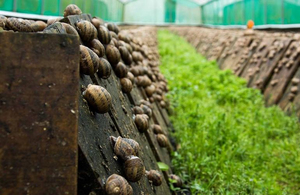 Замість городу – незвична ферма: у селі на Житомирщині зайнялися розведенням равликів. ВІДЕО