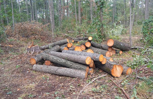 На Житомирському полігоні декілька років проводили незаконну вирубку лісу - військова прокуратура