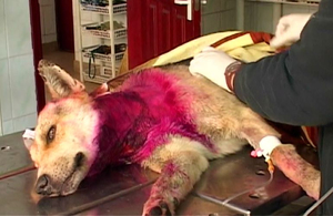 На Житомирщині нелюди побили та порізали вуличного собаку, тварину рятують ветеринари. ВІДЕО