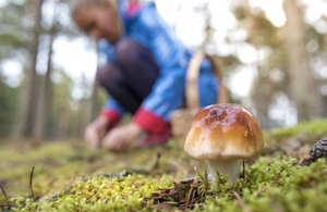 У Житомирській області подружня пара потрапила до реанімації через отруєння грибами