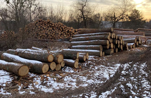 Збиток на мільйони гривень: ДБР проводить обшуки в лісництвах Житомирської області. ФОТО