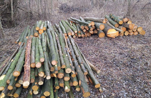 Мужики з бензопилами спиляли 40 дерев на околиці Житомира. ФОТО
